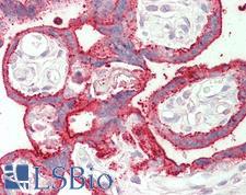 SDHAF1 Antibody - Anti-SDHAF1 antibody IHC staining of human placenta. Immunohistochemistry of formalin-fixed, paraffin-embedded tissue after heat-induced antigen retrieval. Antibody concentration 5 ug/ml.