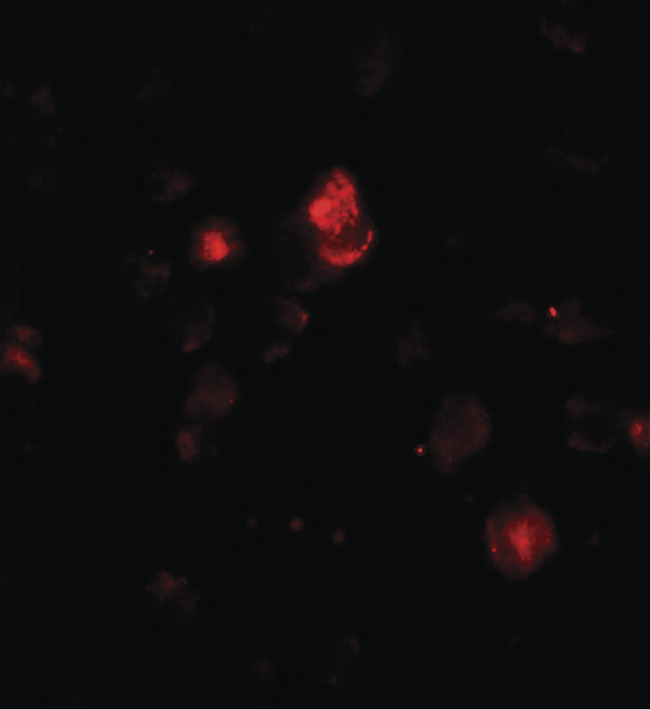 SDHAF1 Antibody - Immunofluorescence of SDHAF1 in 3T3 cells with SDHAF1 antibody at 20 ug/ml.