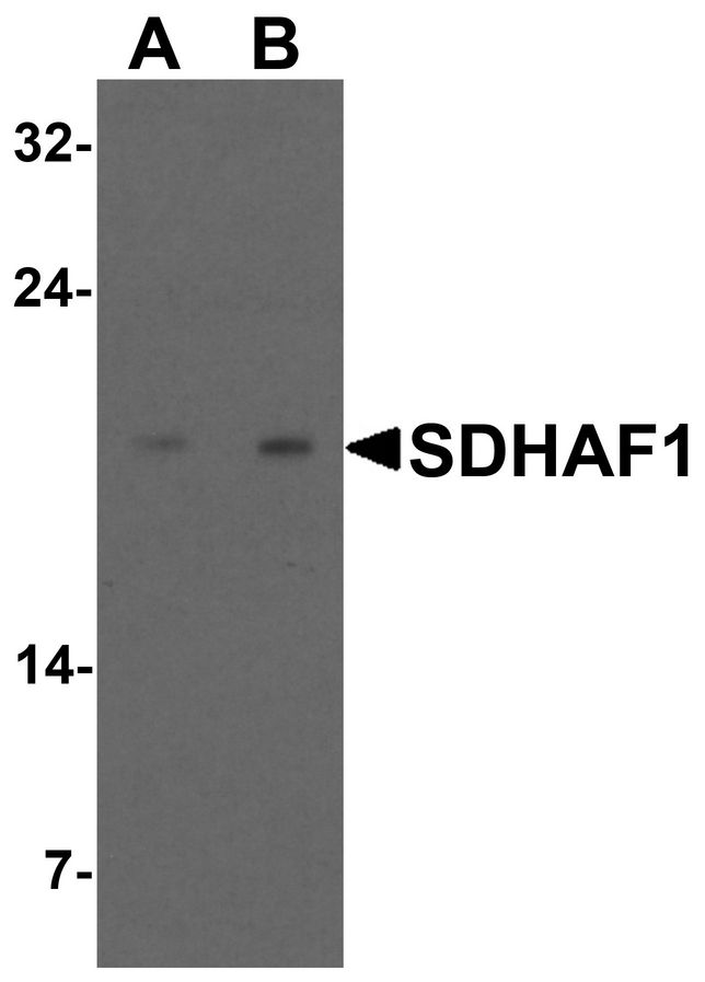 SDHAF1 Antibody - Western blot analysis of SDHAF1 in 3T3 cell lysate with SDHAF1 antibody at (A) 1 and (B) 2 ug/ml.