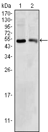 SDR9C1 / BDH1 Antibody - Western blot using BDH1 mouse monoclonal antibody against HepG2 (1) and NIH/3T3 (2) cell lysate.