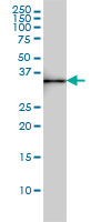 SDSL / Serine Dehydratase-Like Antibody - SDSL monoclonal antibody, clone M2 Western blot of SDSL expression in HepG2.