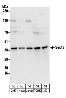 SEC13 Antibody - Detection of Human and Mouse Sec13 by Western Blot. Samples: Whole cell lysate (50 ug) from 293T, HeLa, Jurkat, mouse TCMK-1, and mouse NIH3T3 cells. Antibodies: Affinity purified rabbit anti-Sec13 antibody used for WB at 0.1 ug/ml. Detection: Chemiluminescence with an exposure time of 10 seconds.
