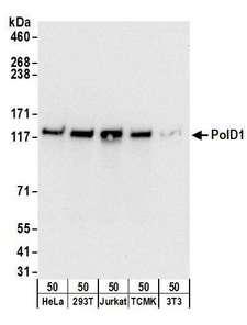 SEC13 Antibody - Detection of human and mouse PolD1 by western blot. Samples: Whole cell lysate (50 µg) from HeLa, HEK293T, Jurkat, mouse TCMK-1, and mouse NIH 3T3 cells. Antibodies: Affinity purified rabbit anti-PolD1 antibody used for WB at 0.1 µg/ml. Detection: Chemiluminescence with an exposure time of 10 seconds.