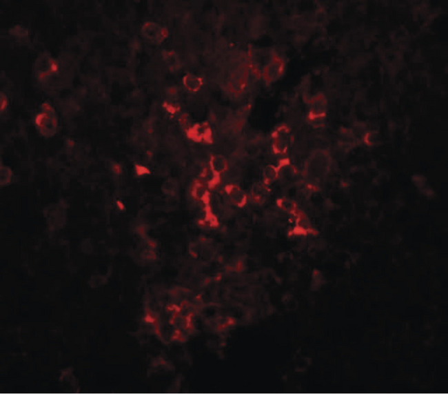 SEC16B Antibody - Immunofluorescence of LZTR2 in mouse kidney tissue with LZTR2 antibody at 20 ug/ml.