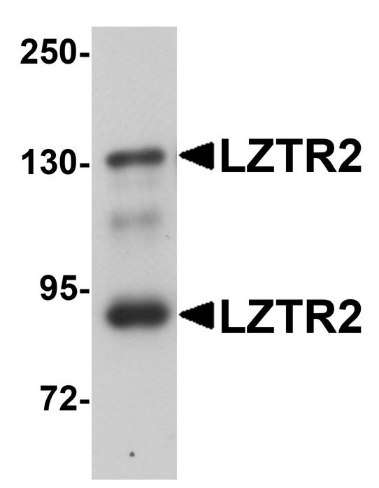 SEC16B Antibody - Western blot analysis of LZTR2 in mouse kidney tissue lysate with LZTR2 antibody at 1 ug/ml.