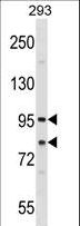 SEC23A / COP II Antibody - SEC23A Antibody western blot of 293 cell line lysates (35 ug/lane). The SEC23A antibody detected the SEC23A protein (arrow).
