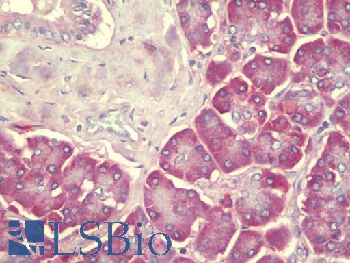 SEC62 / TP-1 Antibody - Anti-SEC62 / TP-1 antibody IHC staining of human pancreas. Immunohistochemistry of formalin-fixed, paraffin-embedded tissue after heat-induced antigen retrieval. Antibody concentration 5 ug/ml.