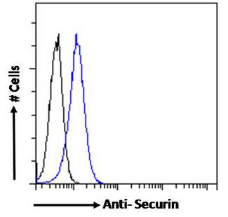 Securin / PTTG1 Antibody - Securin / PTTG1 antibody flow cytometric analysis of paraformaldehyde fixed Jurkat cells (blue line), permeabilized with 0.5% Triton. Primary incubation 1hr (10ug/ml) followed by Alexa Fluor 488 secondary antibody (1ug/ml). IgG control: Unimmunized goat IgG (black line) followed by Alexa Fluor 488 secondary antibody.