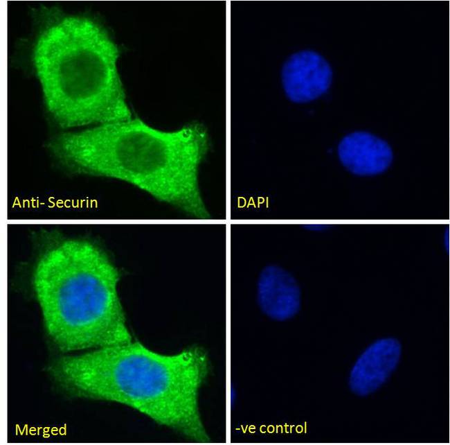 Securin / PTTG1 Antibody - Securin / PTTG1 antibody immunofluorescence analysis of paraformaldehyde fixed HeLa cells, permeabilized with 0.15% Triton. Primary incubation 1hr (10ug/ml) followed by Alexa Fluor 488 secondary antibody (2ug/ml), showing cytoplasmic staining. The nuclear stain is DAPI (blue). Negative control: Unimmunized goat IgG (10ug/ml) followed by Alexa Fluor 488 secondary antibody (2ug/ml).