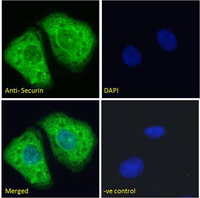 Securin / PTTG1 Antibody - Securin / PTTG1 antibody immunofluorescence analysis of paraformaldehyde fixed U2OS cells, permeabilized with 0.15% Triton. Primary incubation 1hr (10ug/ml) followed by Alexa Fluor 488 secondary antibody (2ug/ml), showing cytoplasmic staining. The nuclear stain is DAPI (blue). Negative control: Unimmunized goat IgG (10ug/ml) followed by Alexa Fluor 488 secondary antibody (2ug/ml).