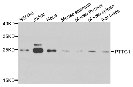 Securin / PTTG1 Antibody - Western blot blot of extract of various cells, using PTTG1 antibody.