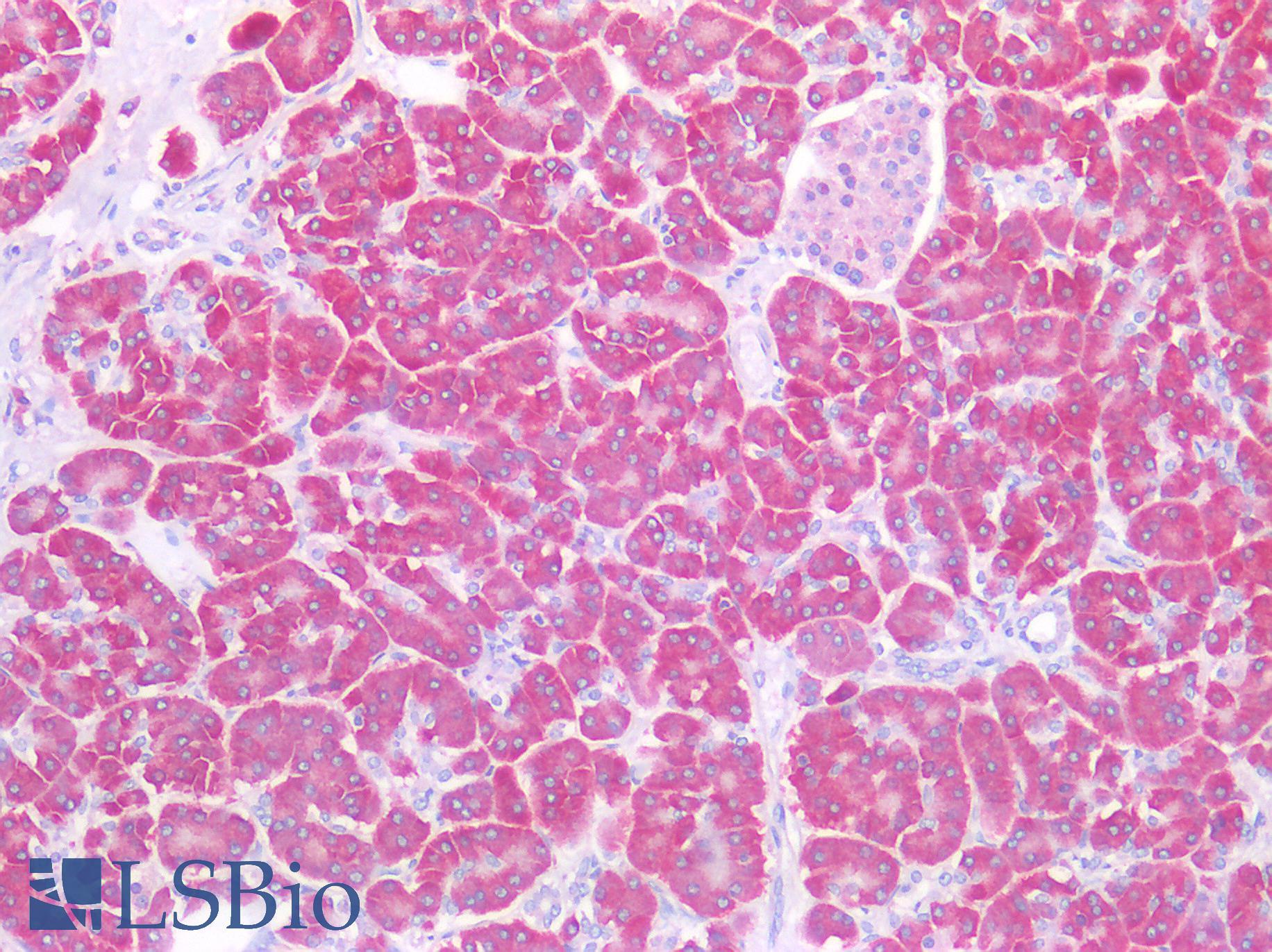 SEL1L Antibody - Human Pancreas: Formalin-Fixed, Paraffin-Embedded (FFPE)