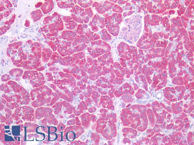 SEL1L Antibody - Human Pancreas: Formalin-Fixed, Paraffin-Embedded (FFPE)