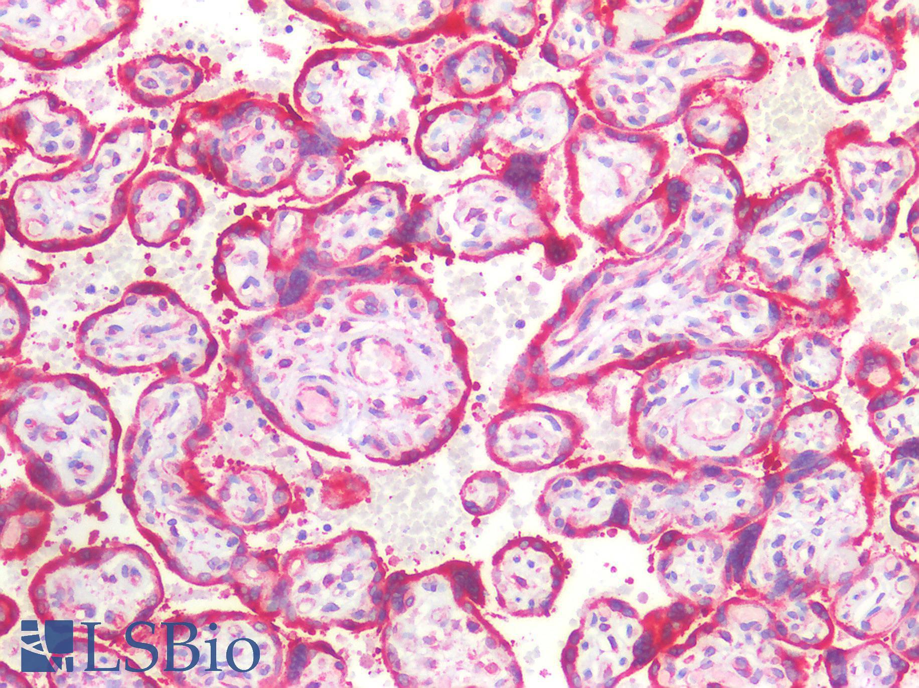 SEL1L Antibody - Human Placenta: Formalin-Fixed, Paraffin-Embedded (FFPE)