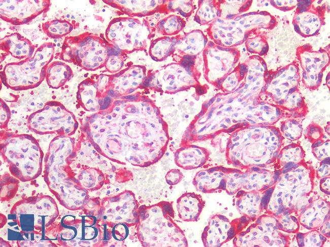 SEL1L Antibody - Human Placenta: Formalin-Fixed, Paraffin-Embedded (FFPE)