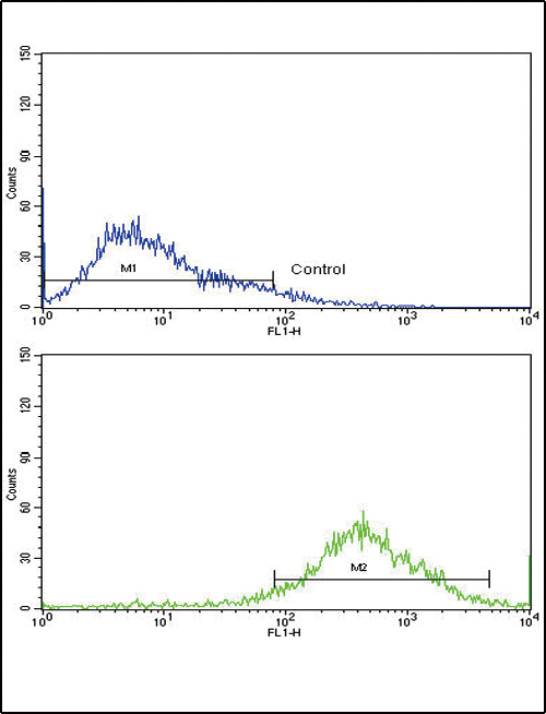 SELL / L-Selectin / CD62L Antibody - Flow cytometric of Jurkat cells using SELL Antibody (bottom histogram) compared to a negative control cell (top histogram). FITC-conjugated goat-anti-rabbit secondary antibodies were used for the analysis.