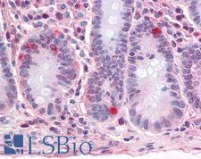 SEMA4B / Semaphorin 4B Antibody - Anti-SEMA4B antibody IHC of human small intestine. Immunohistochemistry of formalin-fixed, paraffin-embedded tissue after heat-induced antigen retrieval.