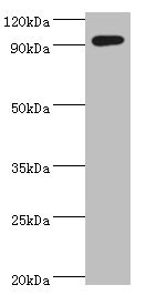 SEMA4C / Semaphorin 4C Antibody - Western blot All lanes: SEMA4C antibody at 10µg/ml + k562 whole cell lysate Secondary Goat polyclonal to rabbit IgG at 1/10000 dilution Predicted band size: 93 kDa Observed band size: 93 kDa