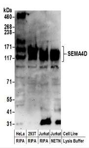 SEMA4D / Semaphorin 4D / CD100 Antibody - Detection of Human SEMA4D by Western Blot. Samples: Whole cell lysate (50 ug) prepared using NETN or RIPA buffer from HeLa, 293T, and Jurkat cells. Antibodies: Affinity purified rabbit anti-SEMA4D antibody used for WB at 0.1 ug/ml. Detection: Chemiluminescence with an exposure time of 3 minutes.