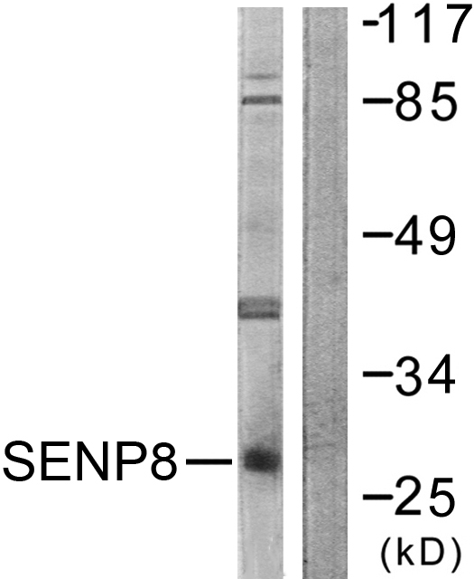 SENP8 Antibody - Western blot analysis of lysates from HUVEC cells, using SENP8 Antibody. The lane on the right is blocked with the synthesized peptide.