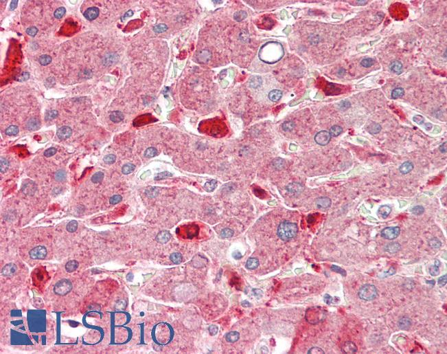 SEPP1 / Selenoprotein P Antibody - Human Liver: Formalin-Fixed, Paraffin-Embedded (FFPE).  This image was taken for the unconjugated form of this product. Other forms have not been tested.