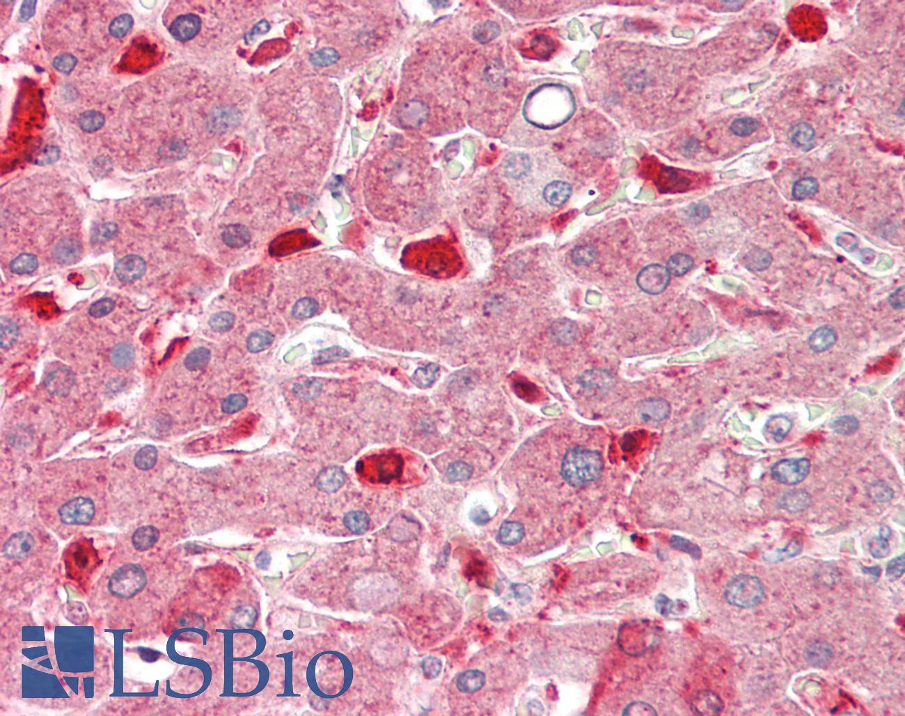 SEPP1 / Selenoprotein P Antibody - Human Liver: Formalin-Fixed, Paraffin-Embedded (FFPE).  This image was taken for the unconjugated form of this product. Other forms have not been tested.