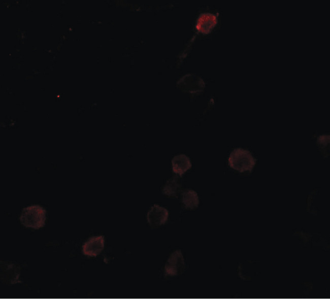 SEPT1 / Septin 1 Antibody - Immunofluorescence of SEPT1 in Raji cells with SEPT1 antibody at 20 ug/ml.