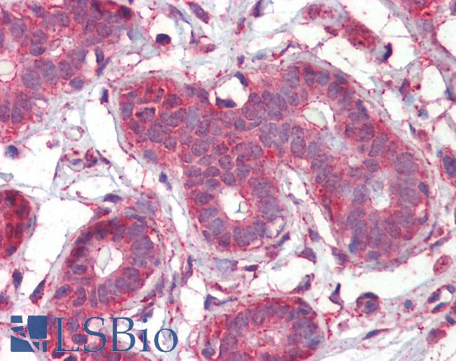 SEPT2 / Septin 2 Antibody - Anti-SEPT2 / Septin 2 antibody IHC of human breast. Immunohistochemistry of formalin-fixed, paraffin-embedded tissue after heat-induced antigen retrieval. Antibody concentration 2.5 ug/ml.