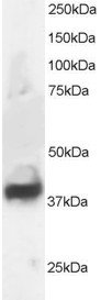SEPT3 / Septin 3 Antibody - SEPT3 / Septin 3 antibody staining (1µg/ml) of Human Brain lysate (RIPA buffer, 30µg total protein per lane). Primary incubated for 1 hour. Detected by chemiluminescence.