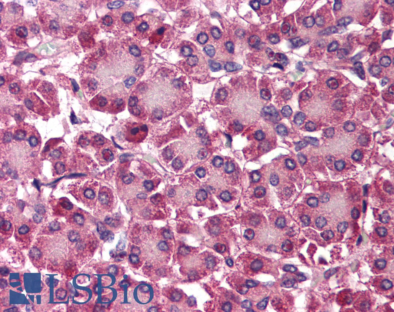 SEPT4 / Septin 4 Antibody - Anti-SEPT4 / Septin 4 antibody IHC of human pancreas. Immunohistochemistry of formalin-fixed, paraffin-embedded tissue after heat-induced antigen retrieval. Antibody concentration 5 ug/ml.