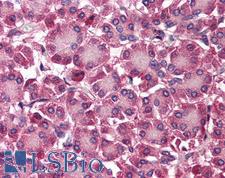 SEPT4 / Septin 4 Antibody - Anti-SEPT4 / Septin 4 antibody IHC of human pancreas. Immunohistochemistry of formalin-fixed, paraffin-embedded tissue after heat-induced antigen retrieval. Antibody concentration 5 ug/ml.