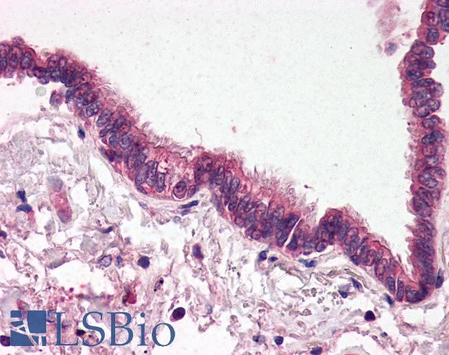 SEPT4 / Septin 4 Antibody - Anti-SEPT4 / Septin 4 antibody IHC of human lung, respiratory epithelium. Immunohistochemistry of formalin-fixed, paraffin-embedded tissue after heat-induced antigen retrieval. Antibody concentration 5 ug/ml.
