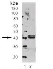 SEPT5 / Septin 5 Antibody - Human Brain Extract probed with  SEPT5 / Septin 5 Antibody.