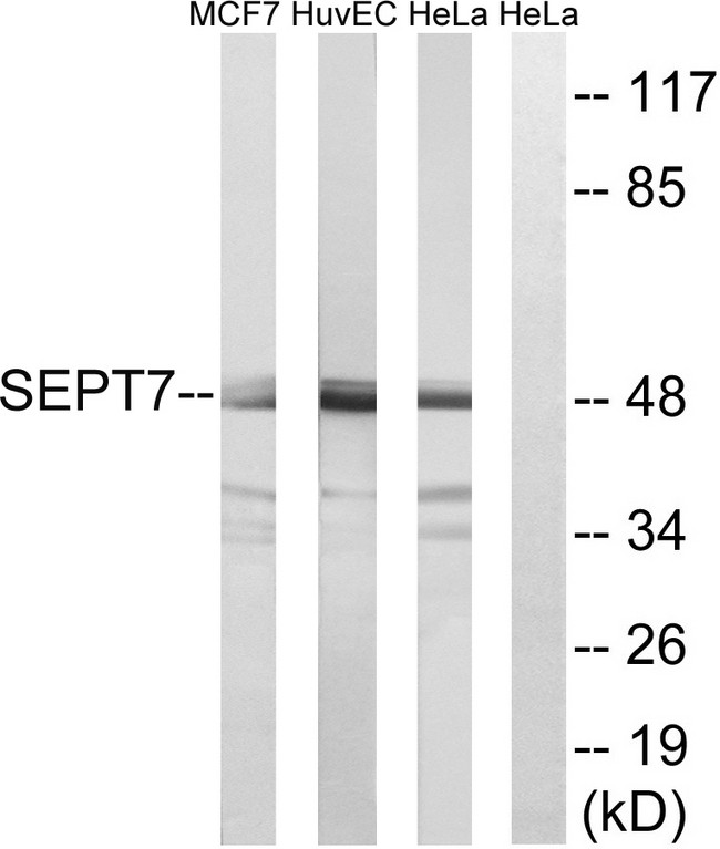 SEPT7 / Septin 7 Antibody - Western blot analysis of lysates from HeLa, HUVEC, and MCF-7 cells, using SEPT7 Antibody. The lane on the right is blocked with the synthesized peptide.