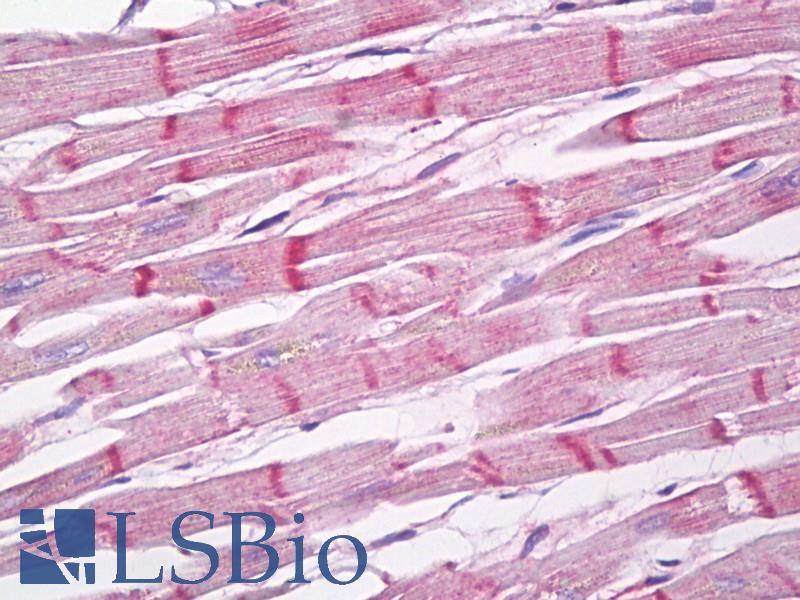 SERF1A / SERF1 Antibody - Anti-SERF1A / SERF1 antibody IHC of human heart. Immunohistochemistry of formalin-fixed, paraffin-embedded tissue after heat-induced antigen retrieval. Antibody dilution 10 ug/ml.