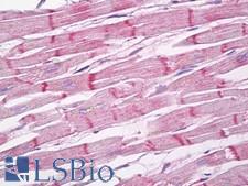 SERF1A / SERF1 Antibody - Anti-SERF1A / SERF1 antibody IHC of human heart. Immunohistochemistry of formalin-fixed, paraffin-embedded tissue after heat-induced antigen retrieval. Antibody dilution 10 ug/ml.