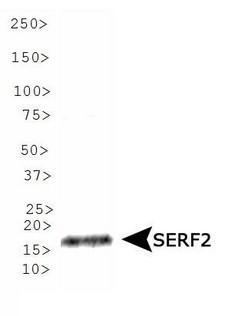 SERF2 Antibody - Western Blot: SERF2 Antibody - Analysis of SERF2 in SERF2 overexpression lysate.  This image was taken for the unconjugated form of this product. Other forms have not been tested.