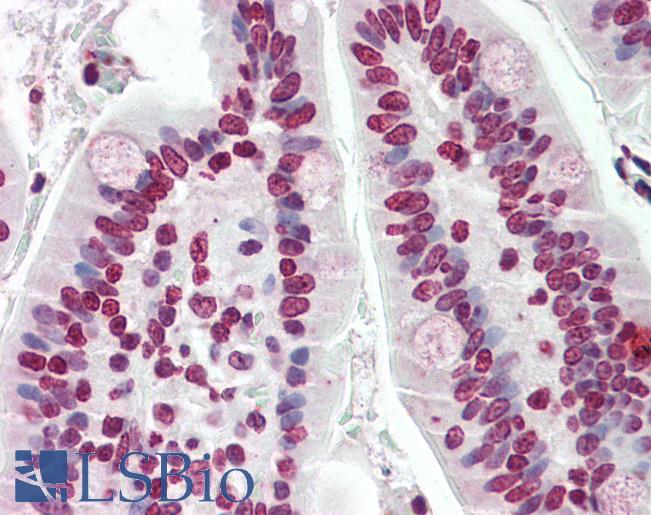 SERF2 Antibody - Anti-SERF2 antibody IHC staining of human small intestine. Immunohistochemistry of formalin-fixed, paraffin-embedded tissue after heat-induced antigen retrieval. Antibody concentration 5 ug/ml.  This image was taken for the unconjugated form of this product. Other forms have not been tested.