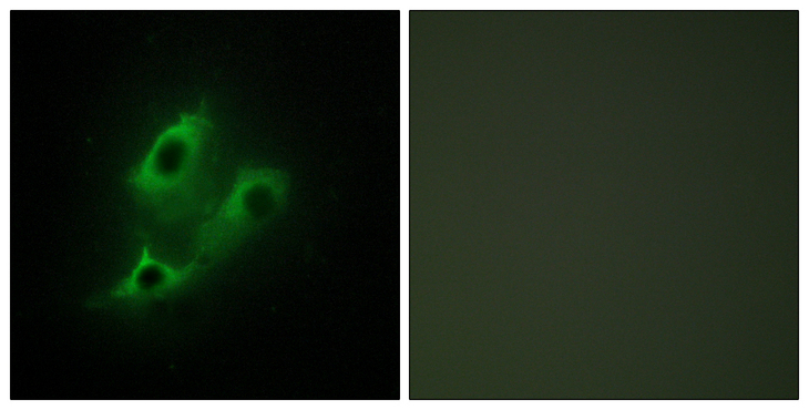 SERINC2 Antibody - Immunofluorescence analysis of NIH/3T3 cells, using SERC2 Antibody. The picture on the right is blocked with the synthesized peptide.