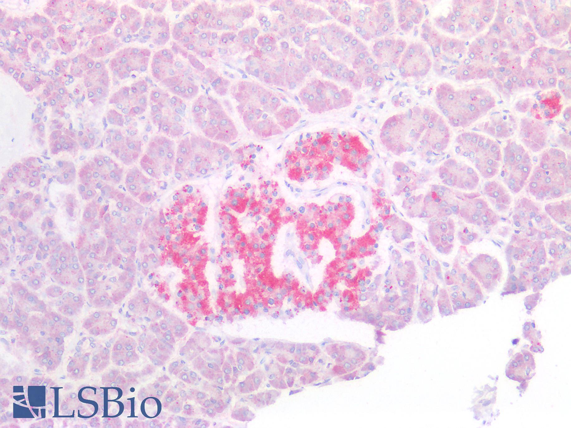 SERP1 Antibody - Human Pancreas: Formalin-Fixed, Paraffin-Embedded (FFPE)