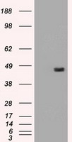 SERPINA1 / Alpha 1 Antitrypsin Antibody - A1AT antibody (1C2) at 1:1000 dilution + lysates from HEK-293T transfected with human A1AT expression vector.