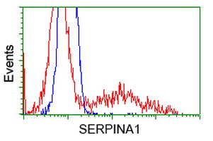 SERPINA1 / Alpha 1 Antitrypsin Antibody - HEK293T cells transfected with either overexpress plasmid (Red) or empty vector control plasmid (Blue) were immunostained by anti-SERPINA1 antibody, and then analyzed by flow cytometry.