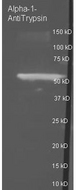 SERPINA1 / Alpha 1 Antitrypsin Antibody - Alpha-1anti-Trypsin Polyclonal Antibody-Western blot. Goat anti-Alpha-1anti-Trypsin antibody was used to detect Alpha-1anti-Trypsin under reducing conditions. Reduced sample of purified target protein contained 4% BME and were boiled for 5 minutes. Samples of ~1 ug of protein per lane were run by SDS-PAGE. Protein was transferred to nitrocellulose and probed with 1:3000 dilution of primary antibody (ON 4 C in MB-070). Detection shown was using Dylight 488 conjugated Donkey anti-goat (1:10K in TBS/MB-070 1 hr RT). Images were collected using the Bio-Rad VersaDoc System.