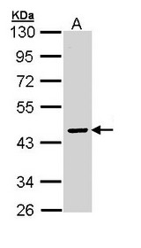 SERPINA10 / PZI Antibody - Sample (30 ug of whole cell lysate). A: Molt-4 . 10% SDS PAGE. PZI / SERPINA10 antibody diluted at 1:3000