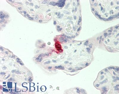 SERPINA5 / PCI Antibody - Human Placenta: Formalin-Fixed, Paraffin-Embedded (FFPE)
