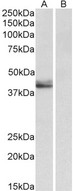 SERPINB1 Antibody - SERPINB1 antibody (0.5 ug/ml) staining of Human Placenta lysate (35 ug protein in RIPA buffer) with (B) and without (A) blocking with the immunizing peptide. Primary incubation was 1 hour. Detected by chemiluminescence.