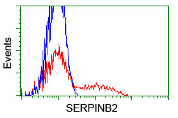 SERPINB2 / PAI-2 Antibody - HEK293T cells transfected with either overexpress plasmid (Red) or empty vector control plasmid (Blue) were immunostained by anti-SERPINB2 antibody, and then analyzed by flow cytometry.
