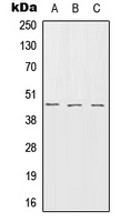 SERPINB7 / MEGSIN Antibody - Western blot analysis of Serpin B7 expression in HEK293T (A); SP2/0 (B); rat brain (C) whole cell lysates.