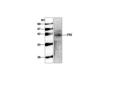 SERPINE1 / PAI-1 Antibody