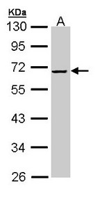 SERPINF2 / Alpha-2-Antiplasmin Antibody - Sample (30 ug of whole cell lysate). A: Hela. 10% SDS PAGE. SERPINF2 / Alpha-2-Antiplasmin antibody diluted at 1:1000